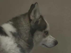 Cachorro raça Husky Siberiano idade 2 a 6 meses nome Apolo
