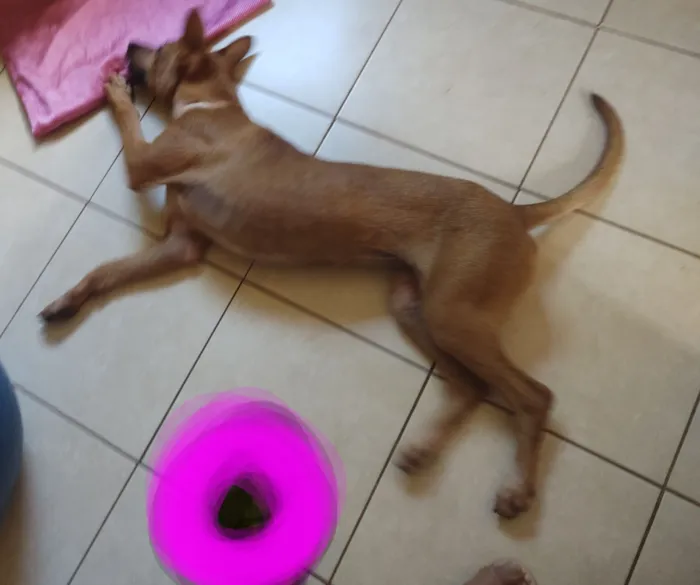 Cachorro raça SRD-ViraLata idade 7 a 11 meses nome Amarela da alegria. 