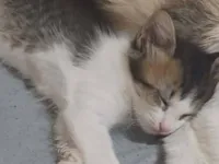 Gato raça Exótico idade Abaixo de 2 meses nome Marrie