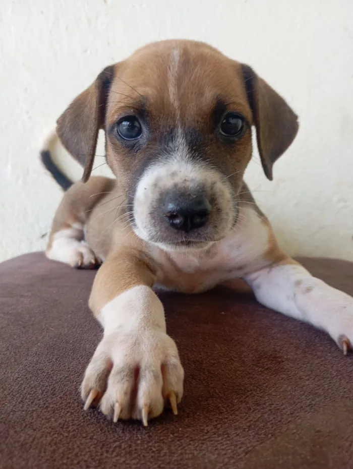 Cachorro raça SRD-ViraLata idade 2 a 6 meses nome Cachorrinho para adoção 