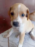 Cachorrinha para adoção 