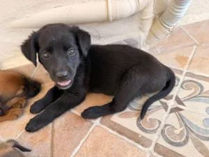 Cachorro raça Pastor Alemão idade Abaixo de 2 meses nome Doação 