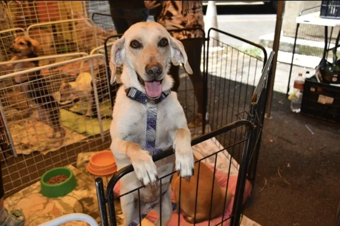 Cachorro raça SRD-ViraLata idade 2 anos nome Nina