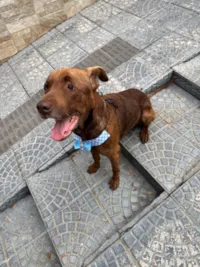Cachorro raça SRD-ViraLata idade 5 anos nome Bono