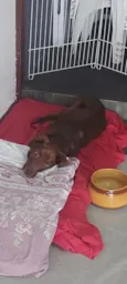 Cachorro raça SRD-ViraLata idade 5 anos nome Bono
