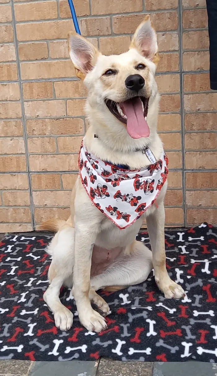 Cachorro raça SRD-ViraLata idade 7 a 11 meses nome Amora