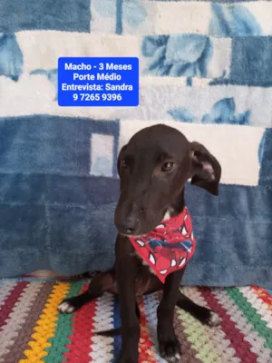 Cachorro raça SRD-ViraLata idade 2 a 6 meses nome Marley