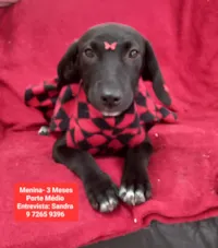 Cachorro raça SRD-ViraLata idade 2 a 6 meses nome Pandora