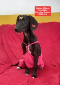 Cachorro raça SRD-ViraLata idade 2 a 6 meses nome Maria Julia 