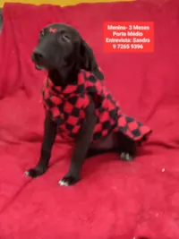 Cachorro raça SRD-ViraLata idade 2 a 6 meses nome Gaby