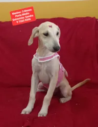 Cachorro raça SRD-ViraLata idade 2 a 6 meses nome Lily