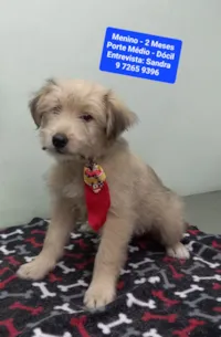 Cachorro raça SRD-ViraLata idade 2 a 6 meses nome Carlinhos