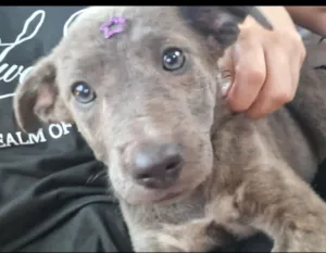 Cachorro raça SRD-ViraLata idade 2 a 6 meses nome Jade