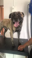 Cachorro raça Pit-Bull idade 6 ou mais anos nome Derick 
