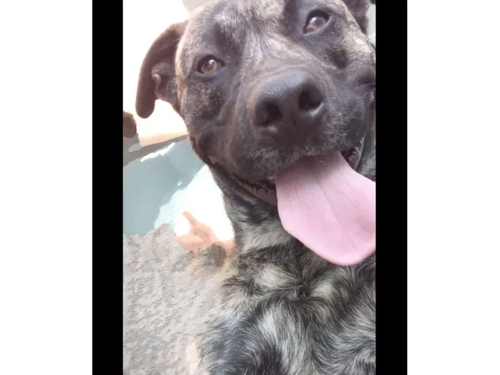 Cachorro raça Pit-Bull idade 6 ou mais anos nome Derick 