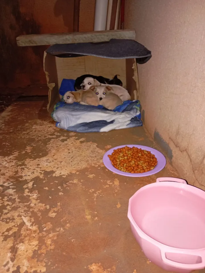 Cachorro raça SRD-ViraLata idade 2 a 6 meses nome Rosangela aparecida machado pereira