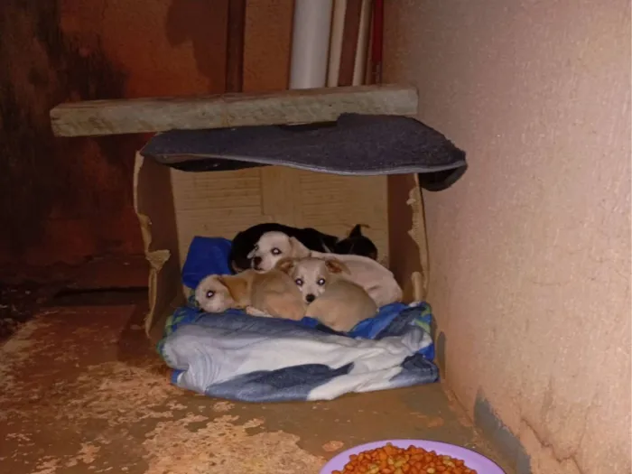 Cachorro raça SRD-ViraLata idade 2 a 6 meses nome Rosangela aparecida machado pereira