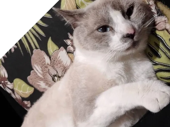 Gato raça SRD-ViraLata idade 2 anos nome Bradock