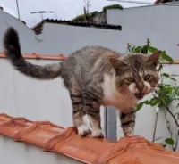 Gato raça SRD-ViraLata idade 1 ano nome cida pardini