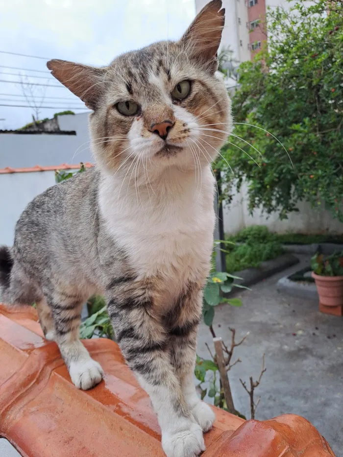Gato raça SRD-ViraLata idade 1 ano nome cida pardini