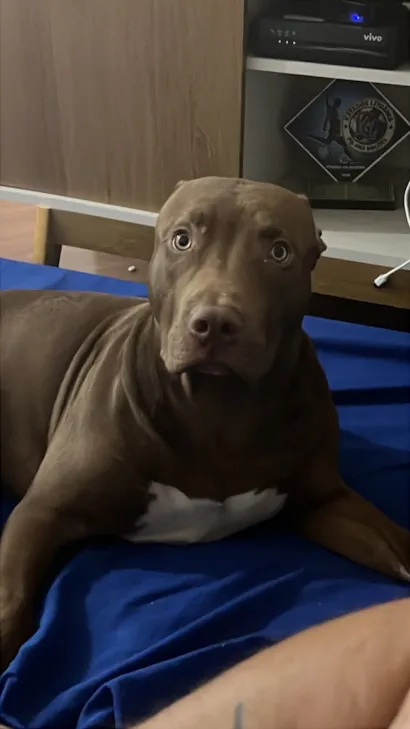 Cachorro raça Pit-Bull idade 7 a 11 meses nome Atlas 