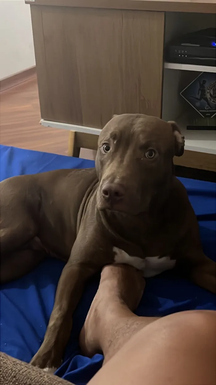 Cachorro raça Pit-Bull idade 7 a 11 meses nome Atlas 