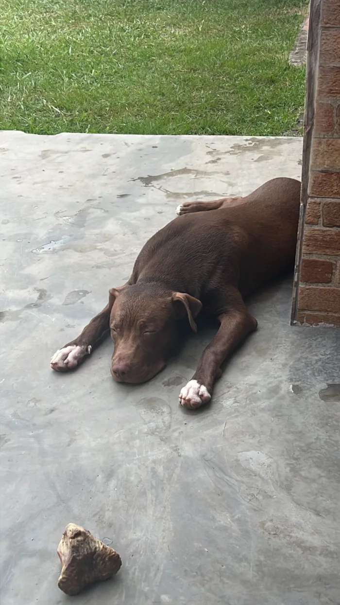 Cachorro raça Pit-Bull idade 7 a 11 meses nome Atlas 