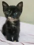 Gato raça SRD-ViraLata idade Abaixo de 2 meses nome Fluf