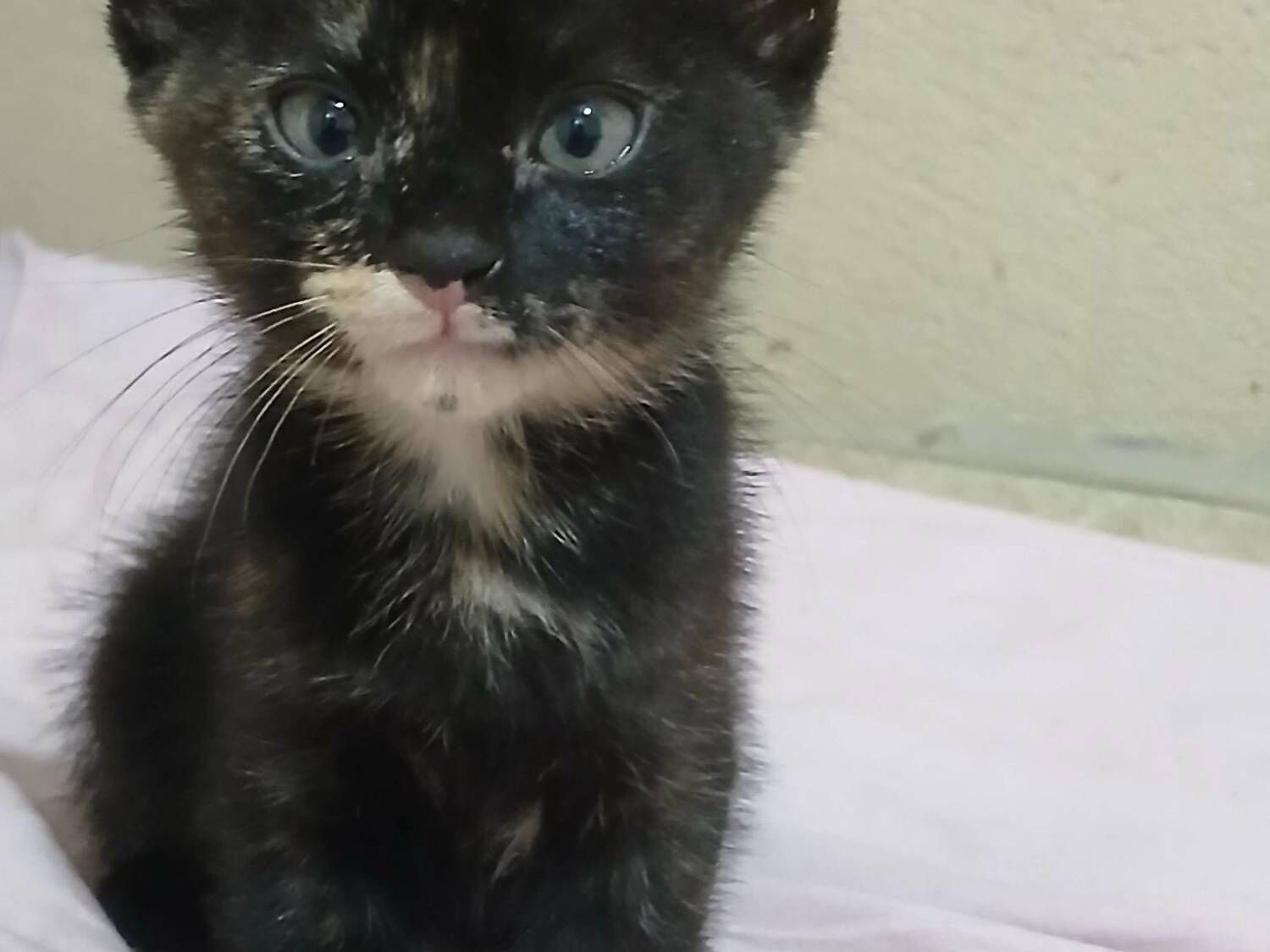 Gato raça SRD-ViraLata idade Abaixo de 2 meses nome Fluf