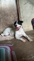Cachorro raça SRD-ViraLata idade 1 ano nome Chico