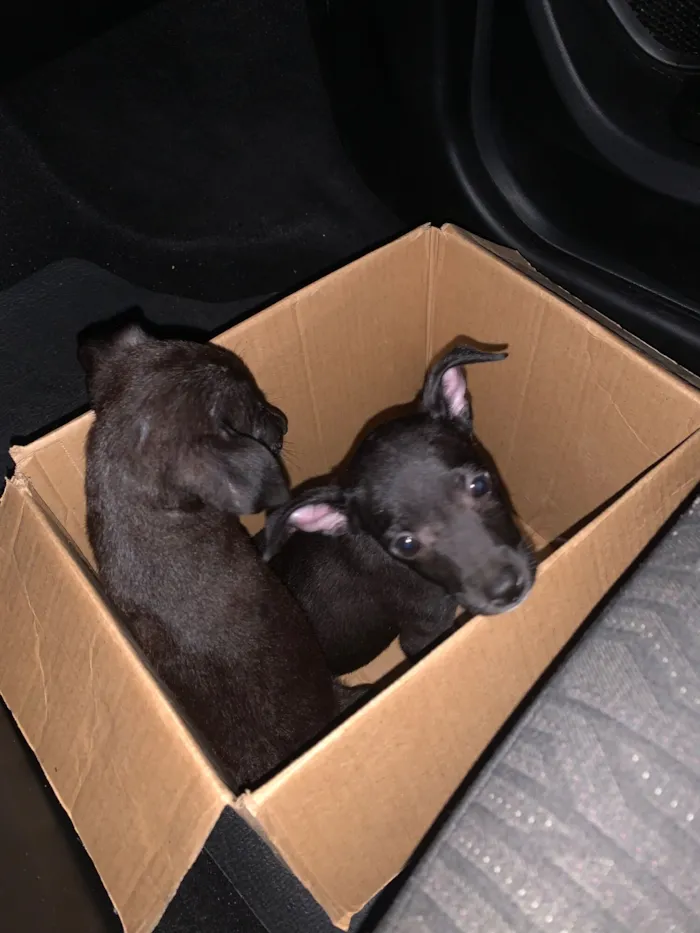 Cachorro raça SRD-ViraLata idade 2 a 6 meses nome SRD