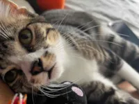 O nome da gatinha e Mitsuki