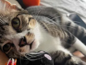 Gato raça SRD-ViraLata idade 7 a 11 meses nome O nome da gatinha e Mitsuki