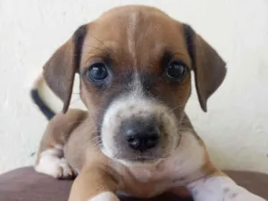 Cachorro raça SRD-ViraLata idade 2 a 6 meses nome Cachorrinho para adoção 