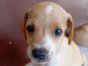 Cachorro raça Basset-Cofap idade 2 a 6 meses nome Cachorrinha para adoção 