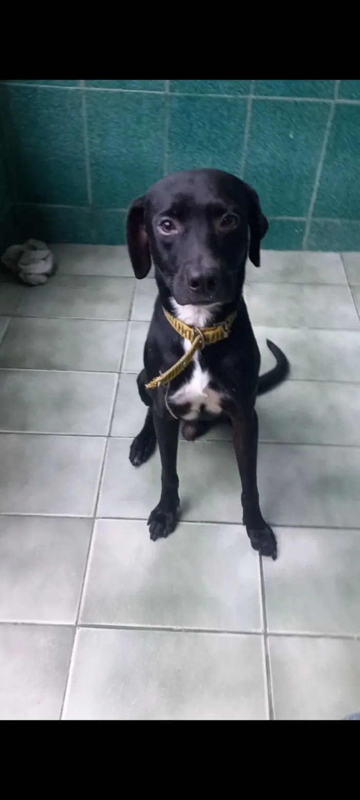 Cachorro raça SRD-ViraLata idade 2 a 6 meses nome Jamal