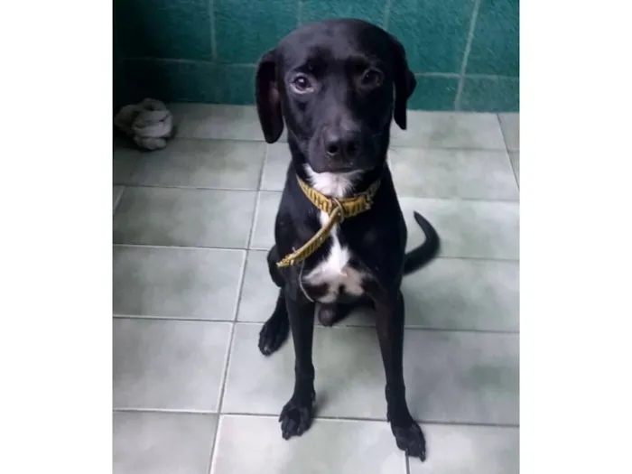 Cachorro raça SRD-ViraLata idade 2 a 6 meses nome Jamal