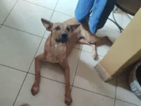 Cachorro raça SRD-ViraLata idade 7 a 11 meses nome Amarela da alegria
