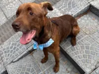 Cachorro raça SRD-ViraLata idade 5 anos nome Bono