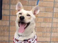 Cachorro raça SRD-ViraLata idade 7 a 11 meses nome Amora