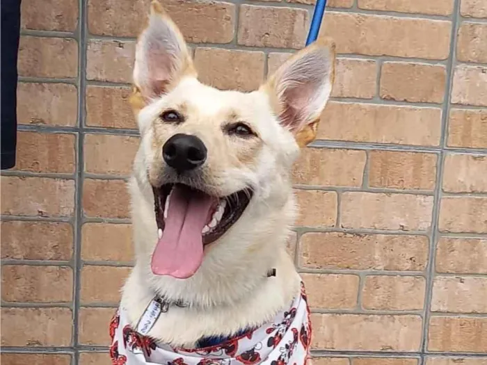 Cachorro raça SRD-ViraLata idade 7 a 11 meses nome Amora