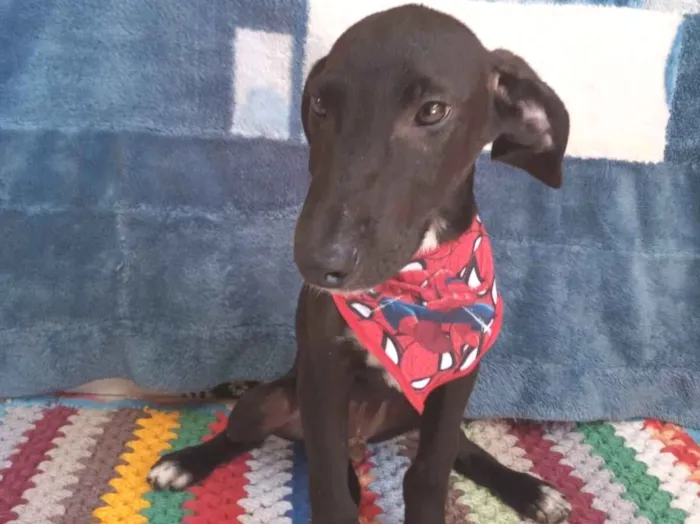 Cachorro raça SRD-ViraLata idade 2 a 6 meses nome Marley