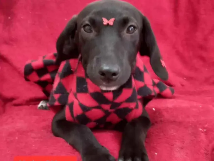 Cachorro raça SRD-ViraLata idade 2 a 6 meses nome Pandora