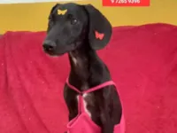 Cachorro raça SRD-ViraLata idade 2 a 6 meses nome Maria Julia 