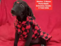 Cachorro raça SRD-ViraLata idade 2 a 6 meses nome Gaby