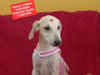 Cachorro raça SRD-ViraLata idade 2 a 6 meses nome Lily