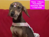 Cachorro raça SRD-ViraLata idade 2 a 6 meses nome Luluzinha