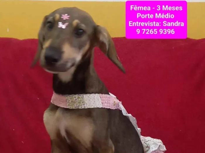 Cachorro raça SRD-ViraLata idade 2 a 6 meses nome Luluzinha