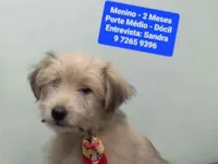 Cachorro raça SRD-ViraLata idade 2 a 6 meses nome Carlinhos