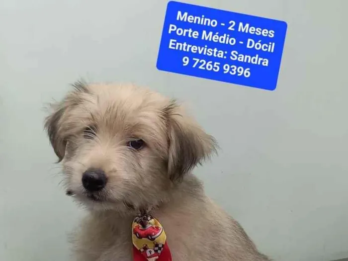 Cachorro raça SRD-ViraLata idade 2 a 6 meses nome Carlinhos